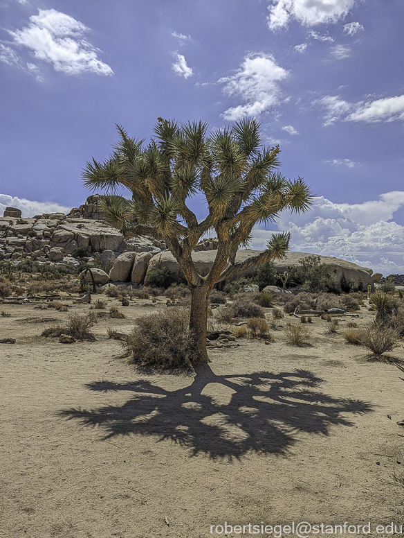 Joshua Tree National Park